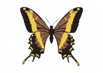 Papillon-002