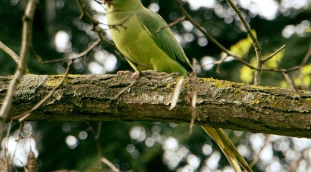 Perruche